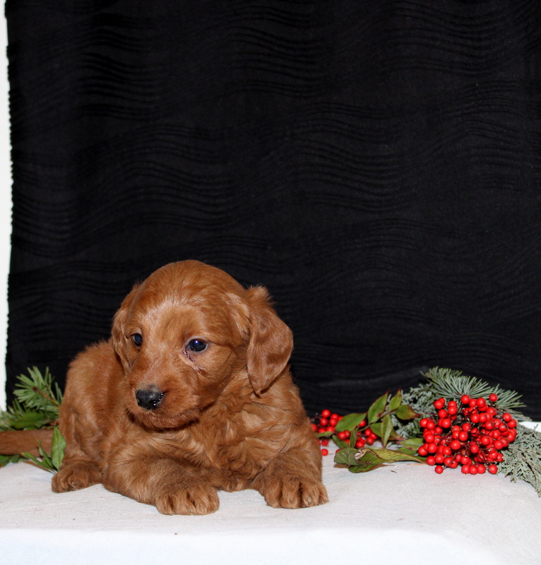 puppy, for, sale, Mini Goldendoodle F1, Matthew B. Stoltzfus, dog, breeder, Gap, PA, dog-breeder, puppy-for-sale, forsale, nearby, find, puppyfind, locator, puppylocator, aca